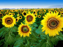 sunflowers cordoba spain
